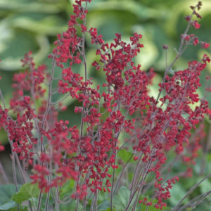 Raudonoji alūnė 'Ruby Bells'