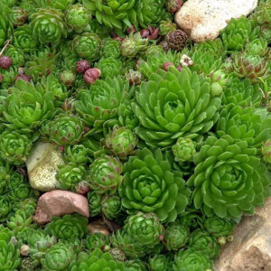 Šilinė perkūnropė