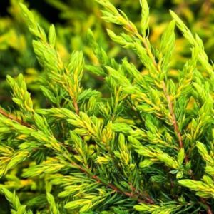 Paprastasis kadagys ‘Goldschatz'