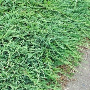 Padrikasis kadagys 'Jade River'