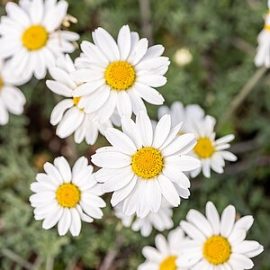 Bobramunis 'Karpatenschnee'