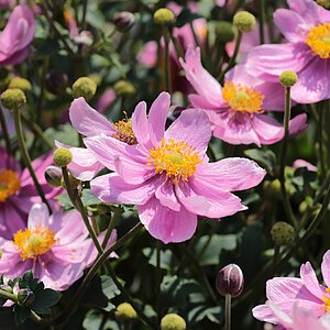 Plukė 'Little Breeze Pink'