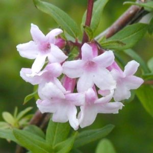 Alyvažiedis sausmedis