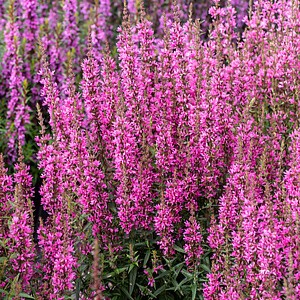 Paprastoji raudoklė 'Luminara Hot Pink'