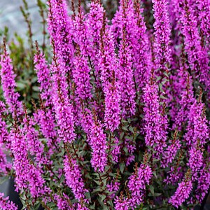 Paprastoji raudoklė 'Luminara Lilac'