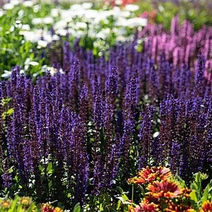 Gojinis šalavijas 'Midnight Purple'