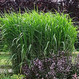 Didysis miskantas (Drambliažolė)