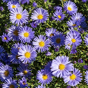 Krūminis astras 'Mittelmeer'