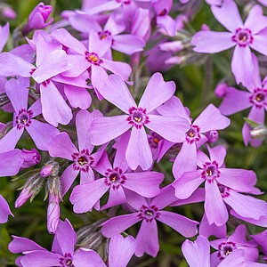 Ylalapis flioksas 'Moerheimii'