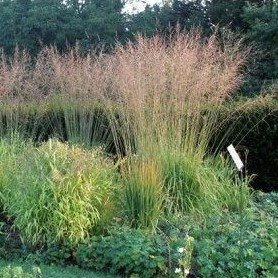 Nendrinė melvenė 'Karl Foerster'