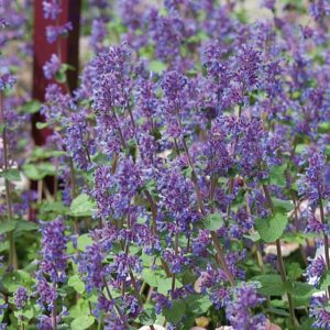 Kekinė katžolė 'Grog'