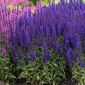 Gojinis šalavijas 'Noche'