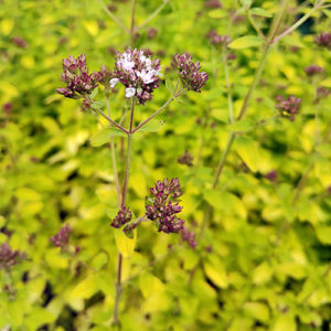 Paprastasis raudonėlis 'Thumble's Variety'