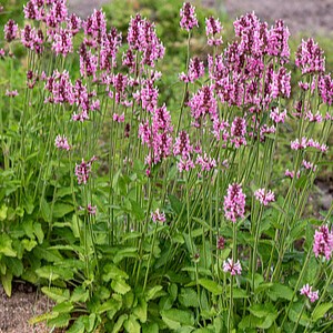 Notra 'Pink Cotton Candy'