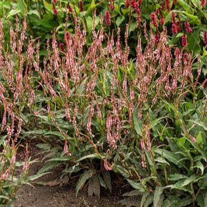 Dėmėtoji rūgtis 'Pink Elephant'