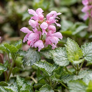 Dėmėtoji notrelė 'Pink Pewter'