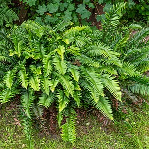 Spyglainis (Polystichum munitum)