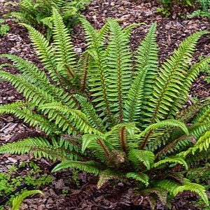 Spyglainis (Polystichum neolobatum)