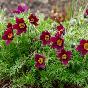 Paprastoji šilagėlė 'Rote Glocke'