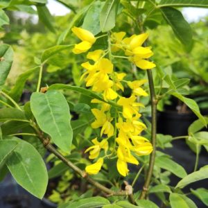 Paprastasis pupmedis