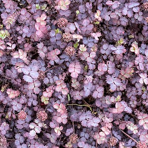 Smulkialapė acena 'Purpurea'