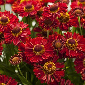 Saulainė 'Ranchera'