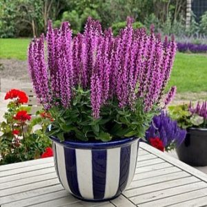 Gojinis šalavijas 'Rianne Pink'