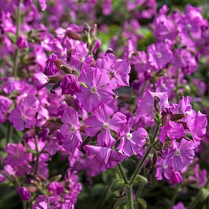 Naktižiedė 'Rollies Favorite'