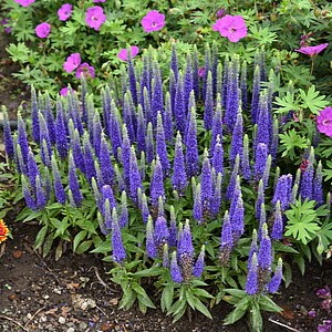 Varpotoji veronika 'Royal Candles'