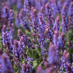 Gojinis šalavijas 'Salute Ice Blue'