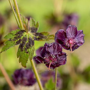 Juodasis snaputis 'Samobor'