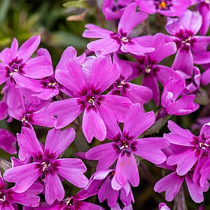 Ylalapis flioksas 'Samson'