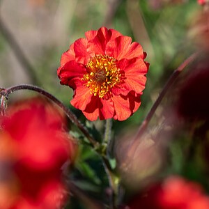 Žiognagė 'Sangria'