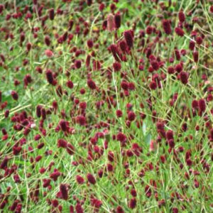 Vaistinė kraujalakė 'Red Thunder'