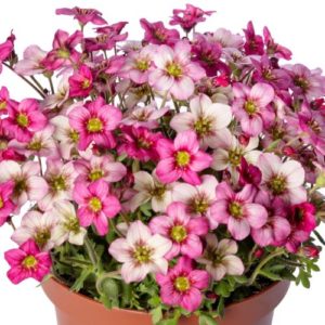 Arendso uolaskėlė 'Alpino Early Carnival'