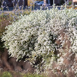 Erikinis astras 'Schneetanne'