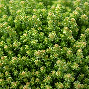 Siauralapis šilokas