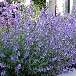 Faseno katžolė 'Six Hills Giant'