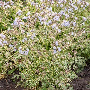 Palemonas 'Stairway to Heaven'