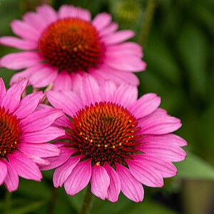 Ežiuolė 'SunMagic Vintage Pink'