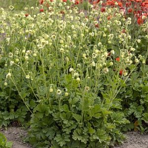 Žiognagė 'Tales of Hex'