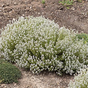 Vaistinis čiobrelis