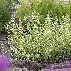 Vaistinė girmėtė 'White Cloud'