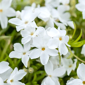 Ylalapis flioksas 'White Delight'