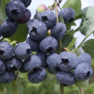 Šilauogė 'Hannah's Choice'