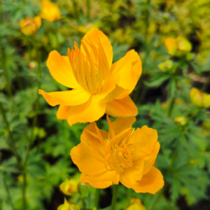 Kininis burbulis 'Golden Queen'