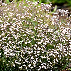 Šliaužiančioji guboja 'Knuddel White'