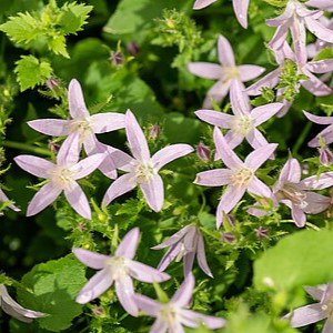 Išdrikasis katilėlis 'Lisduggan Variety'