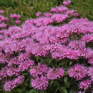 Monarda 'Sugar Buzz Bubblegum Blast'