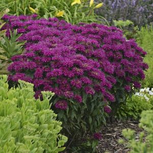 Monarda 'Sugar Buzz Grape Gumball'